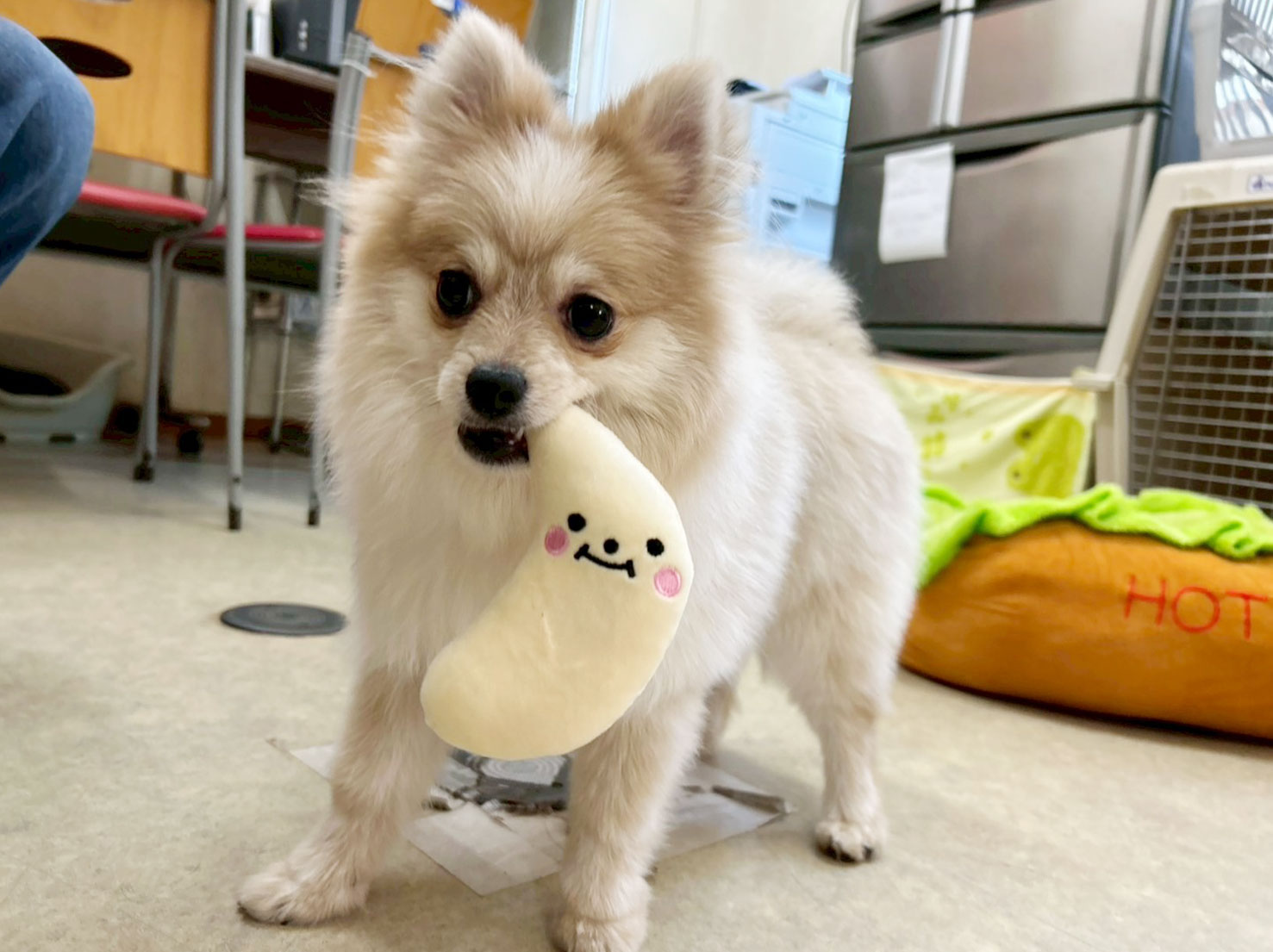 初めましてのメルちゃん