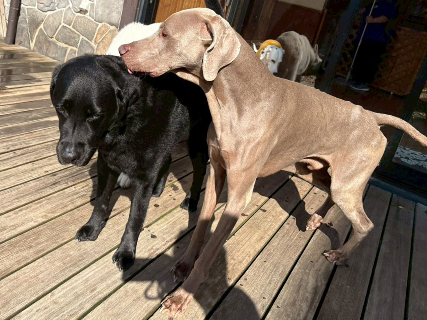 ルーくんとギャレスくん