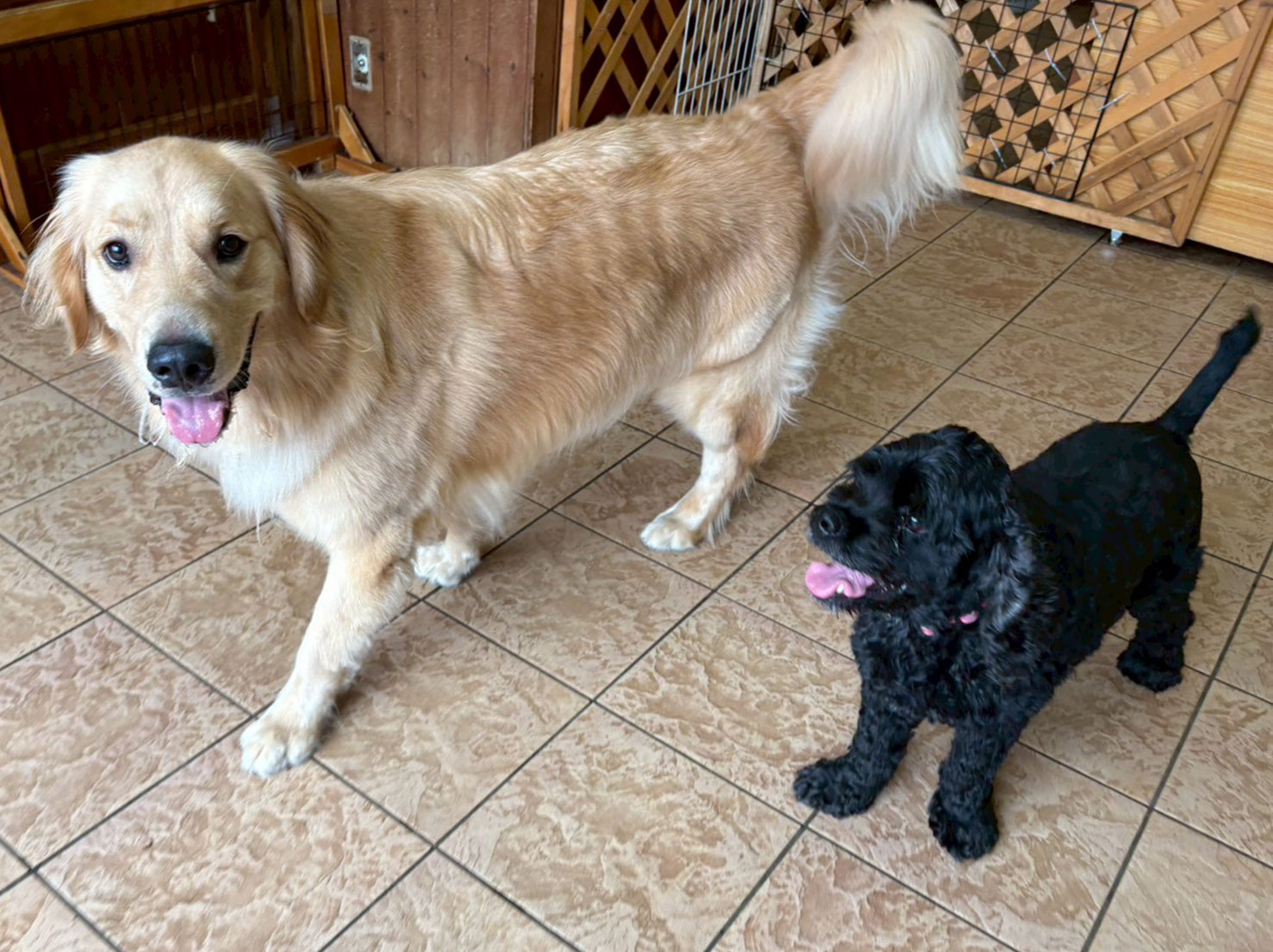 ゴンくんと桃太郎くん