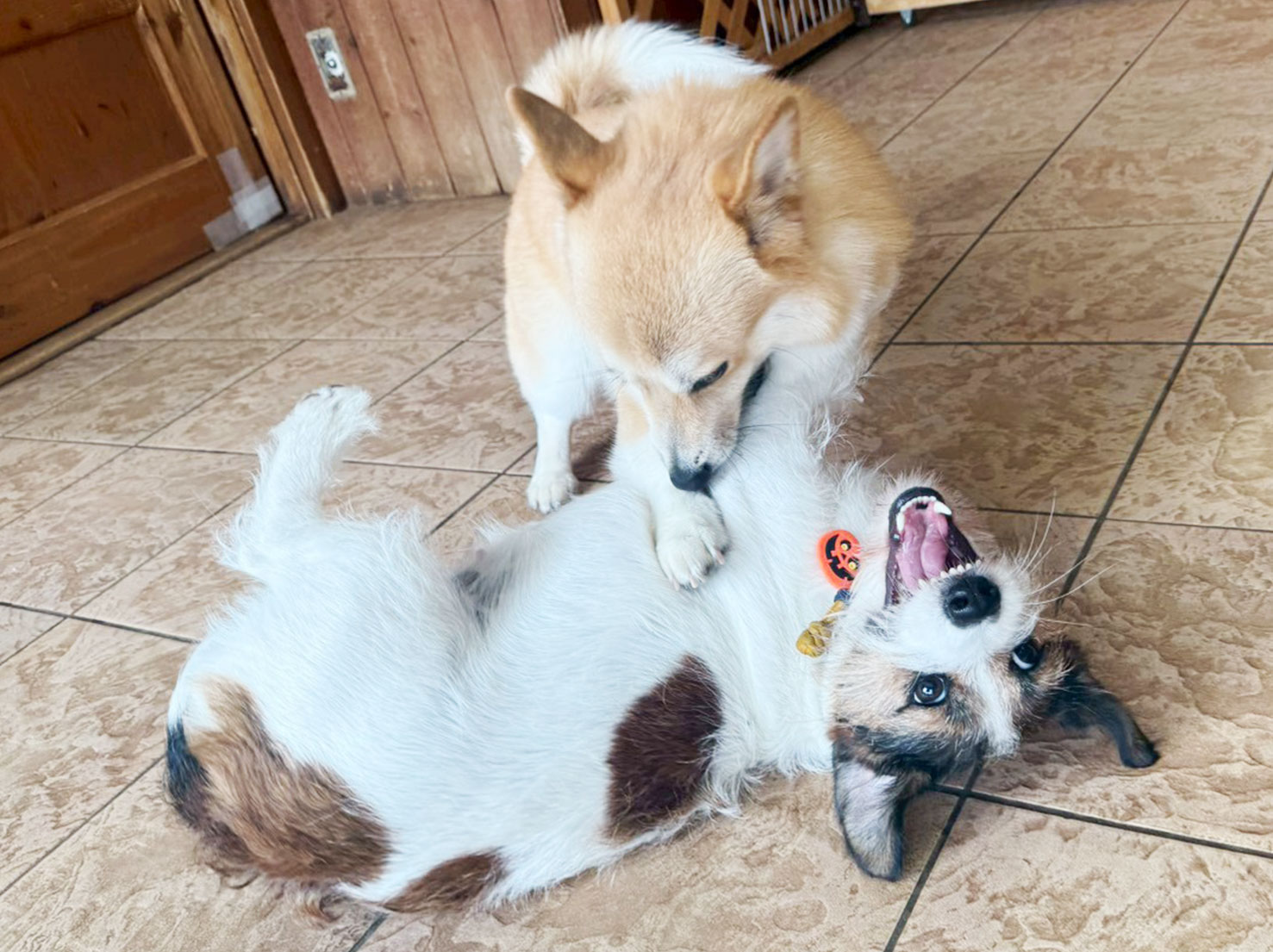 コタローくんとチャーちゃん