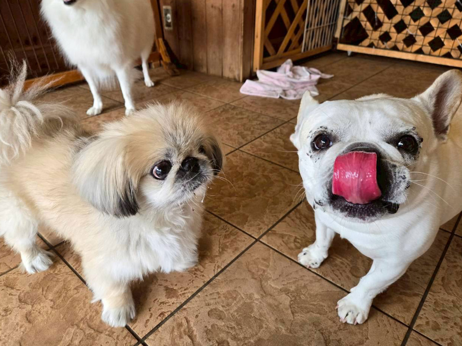 ポコくんと武蔵くん