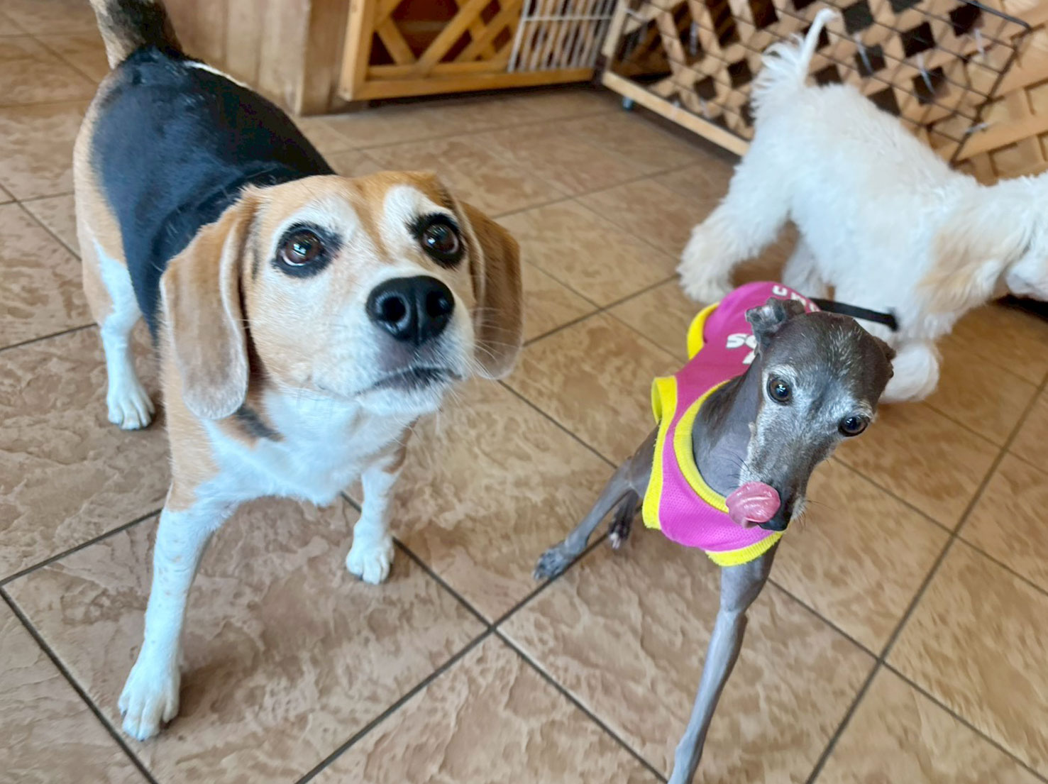 パティーちゃんとももちゃん