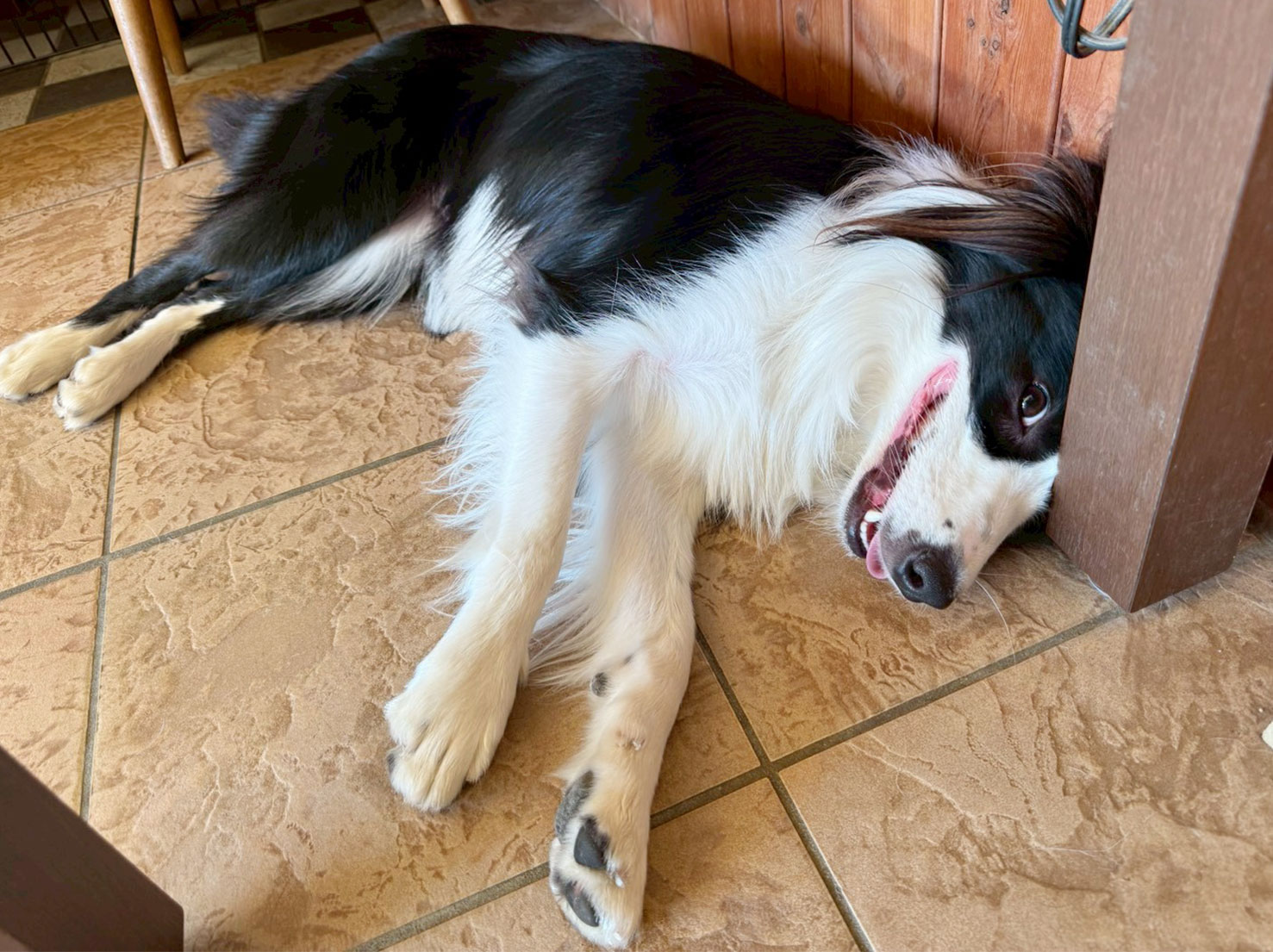 お疲れモードのカルラちゃん