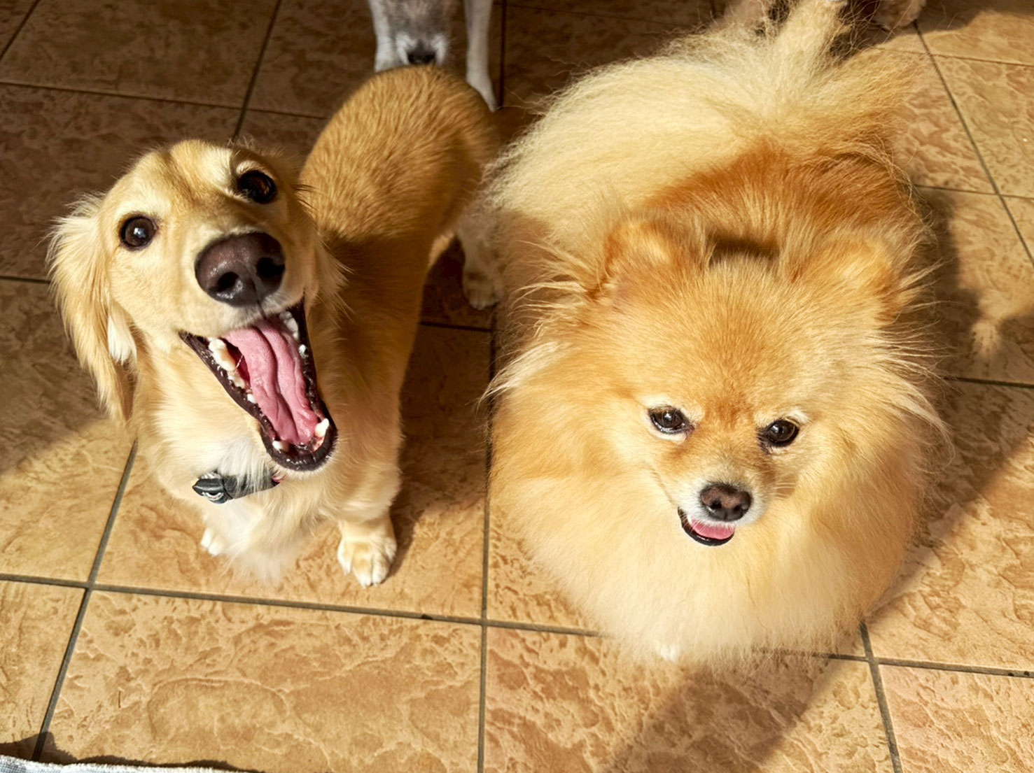 くくくんとハリーくん