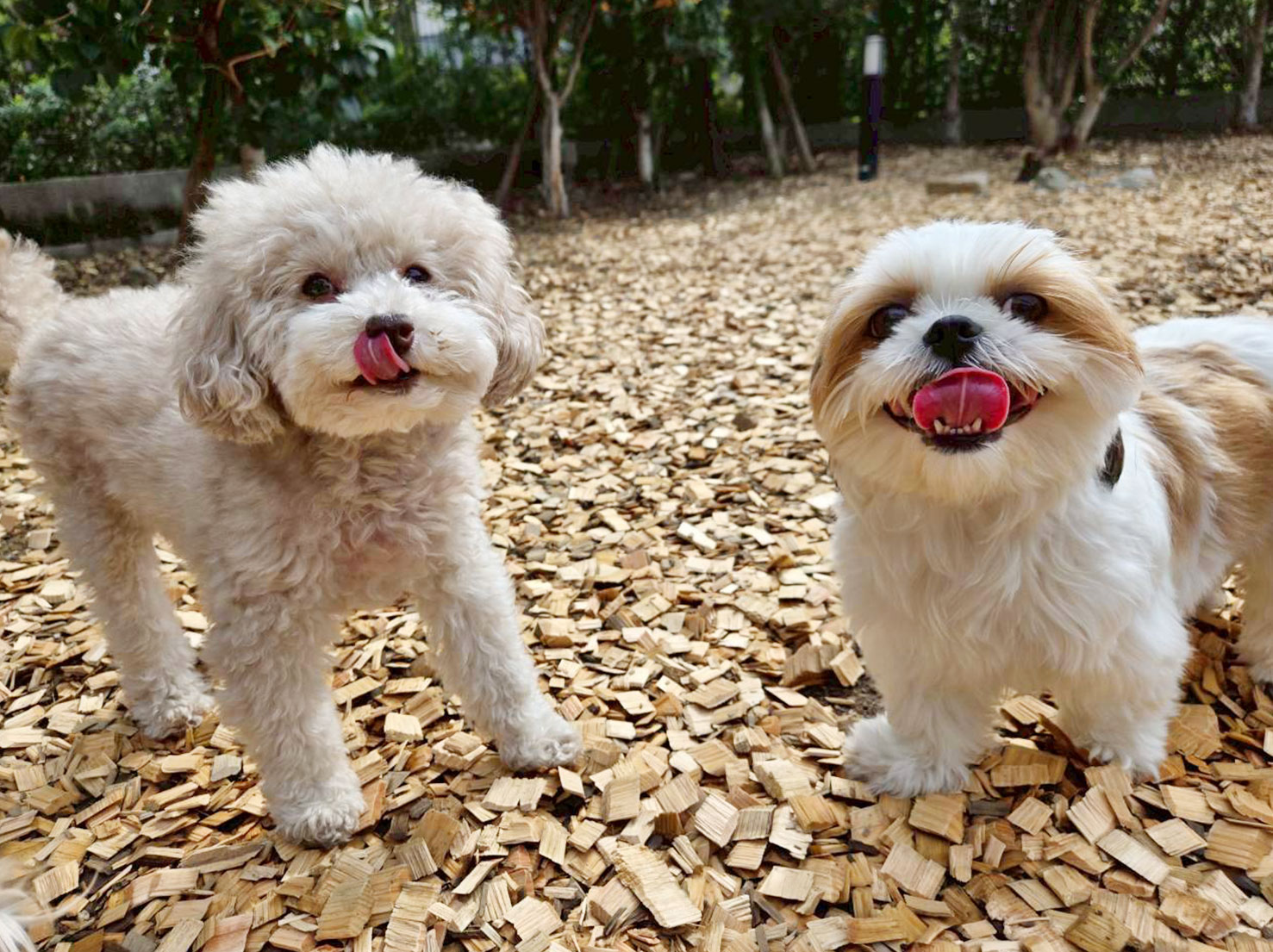 エルヴィスくんとななちゃん