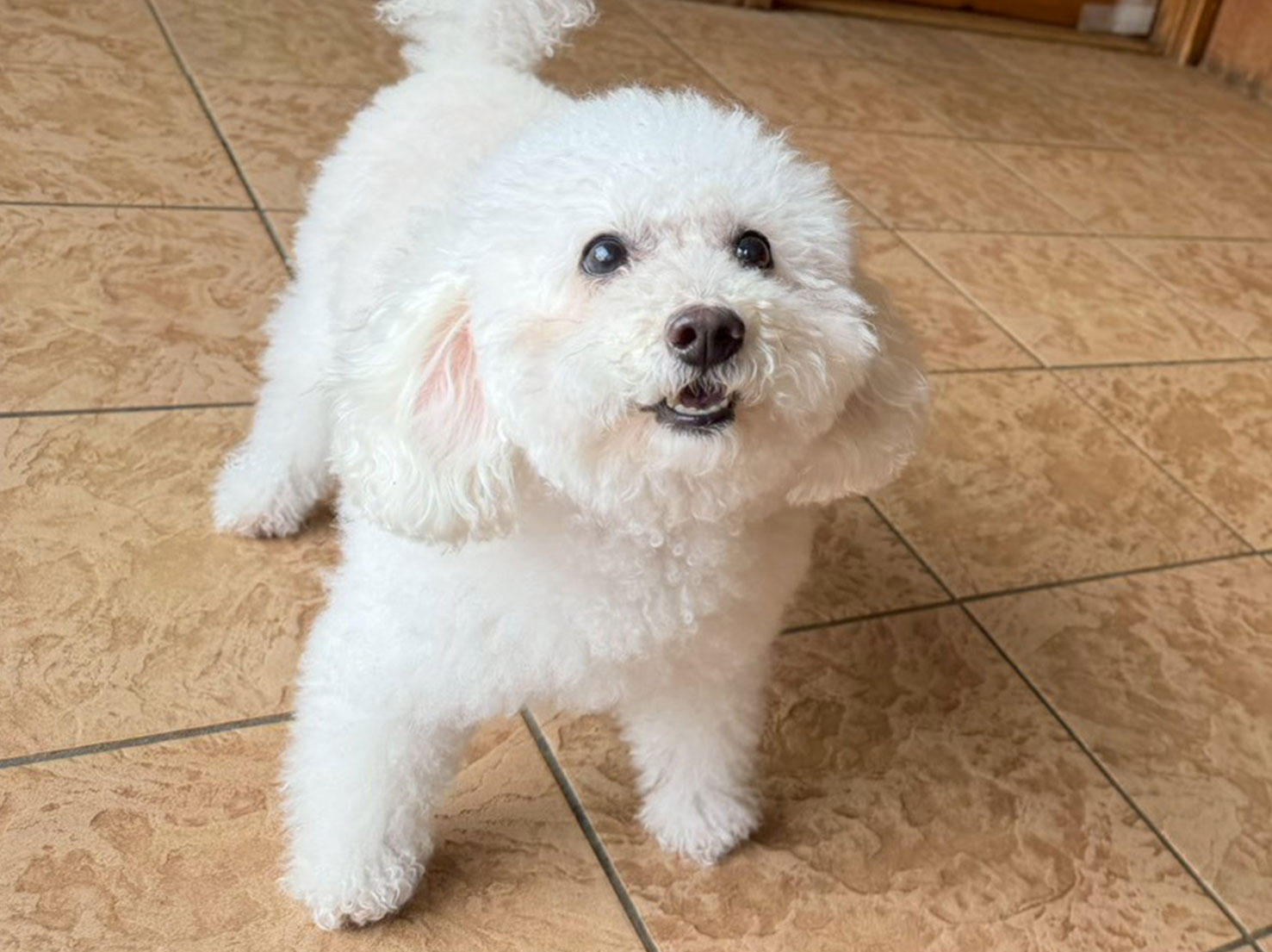 お久しぶりのムクくん