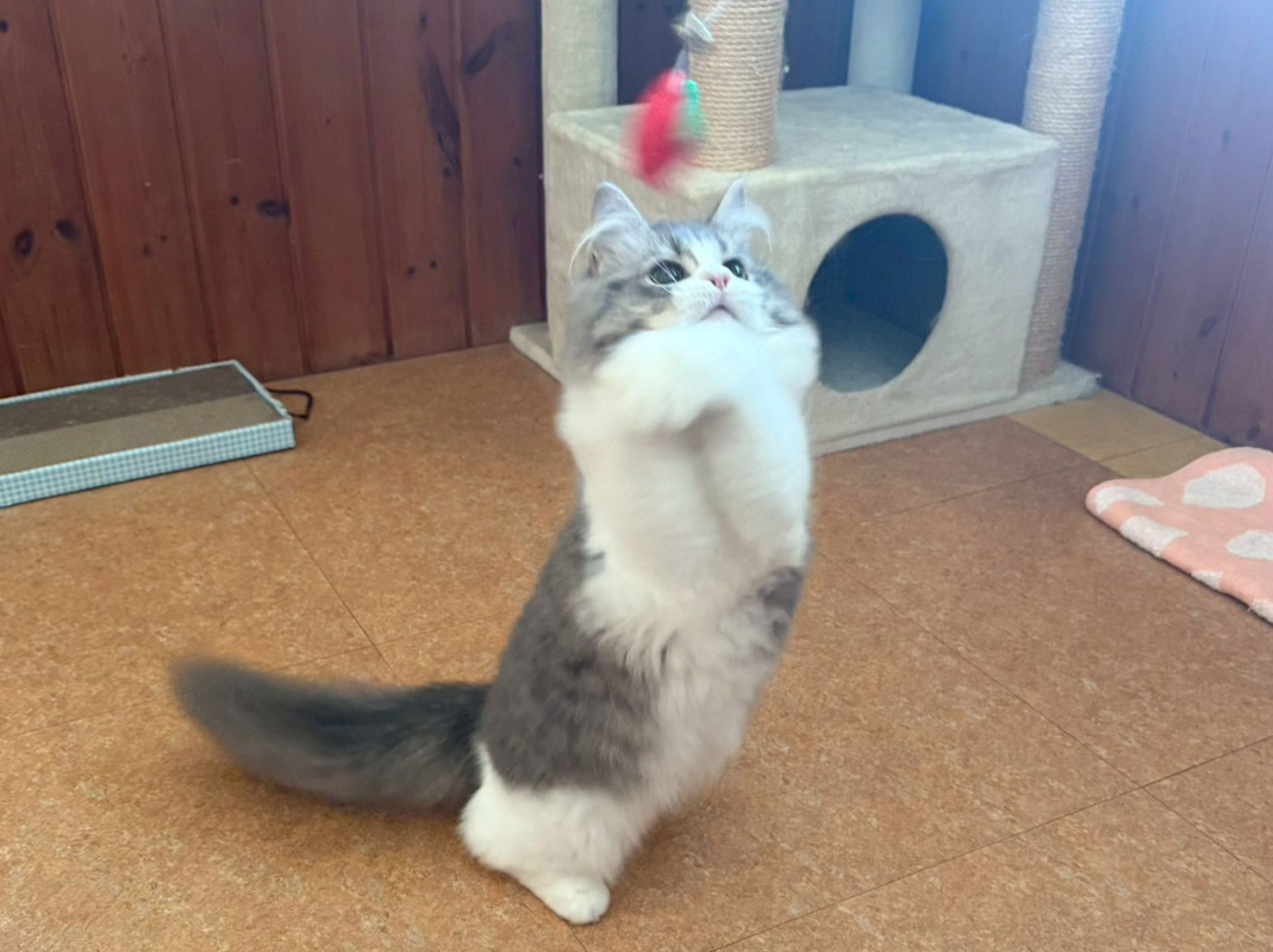 人懐っこい性格のルークくん