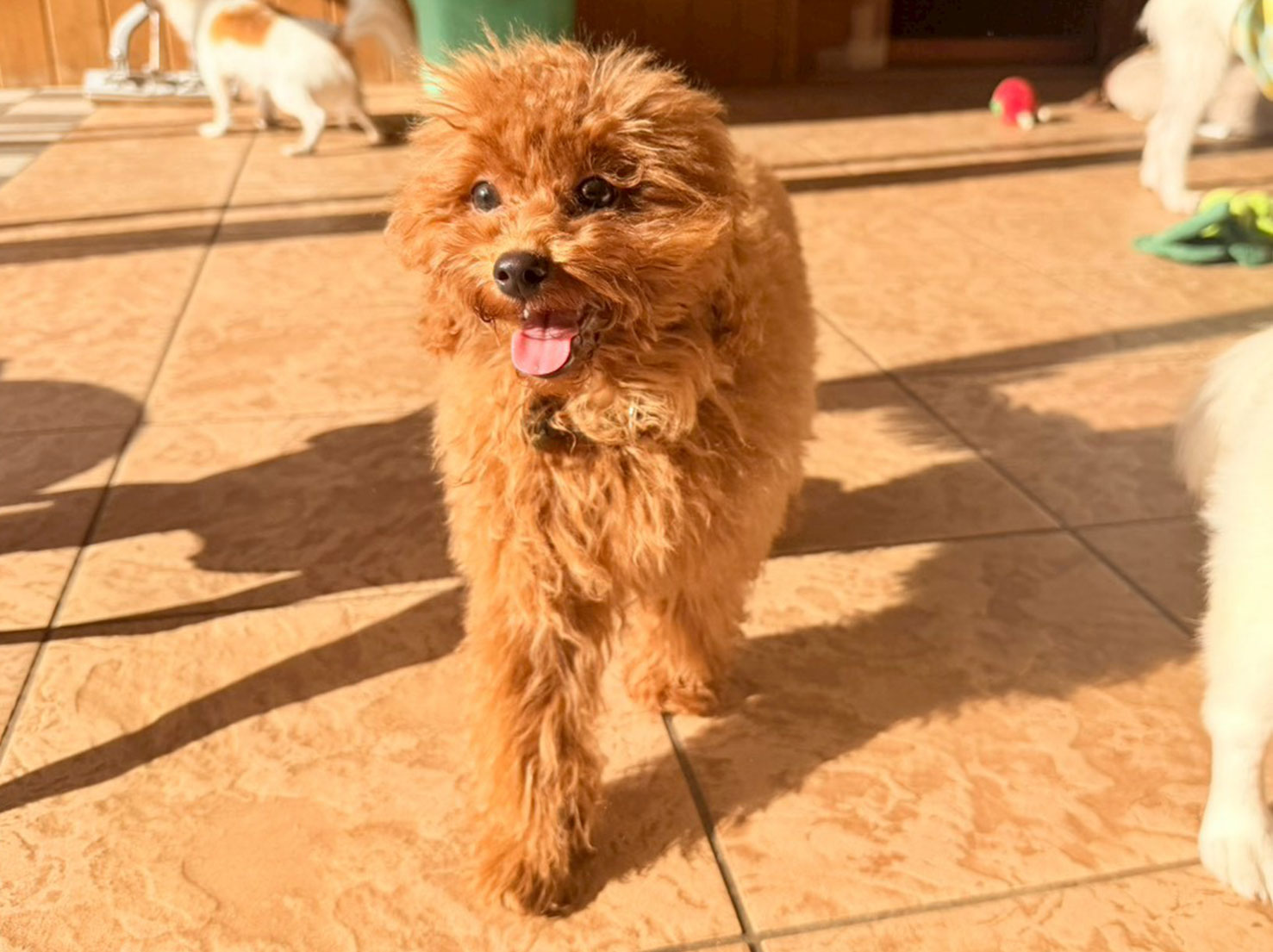 初めましてのボーノくん