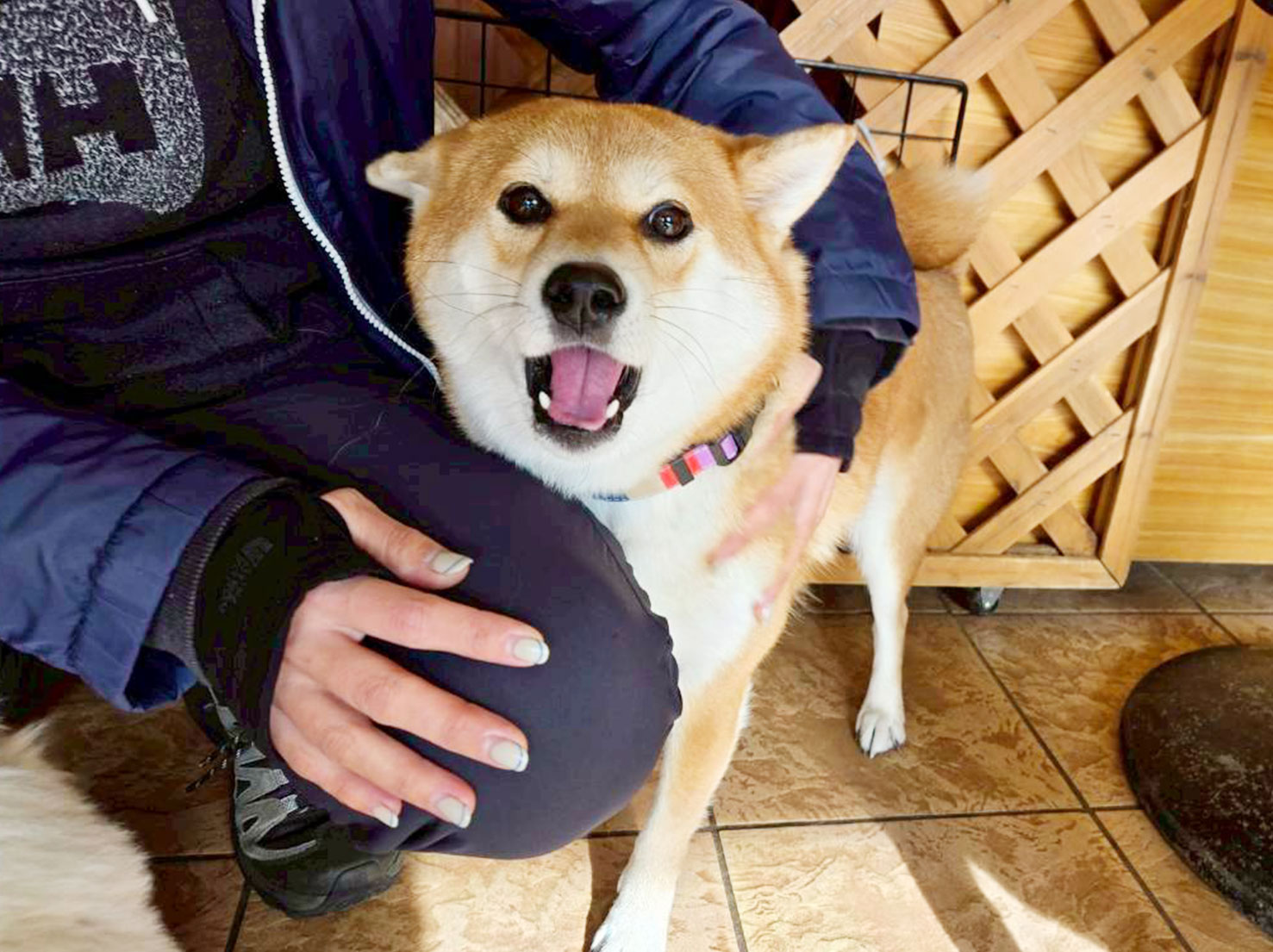 甘え中のももちゃん