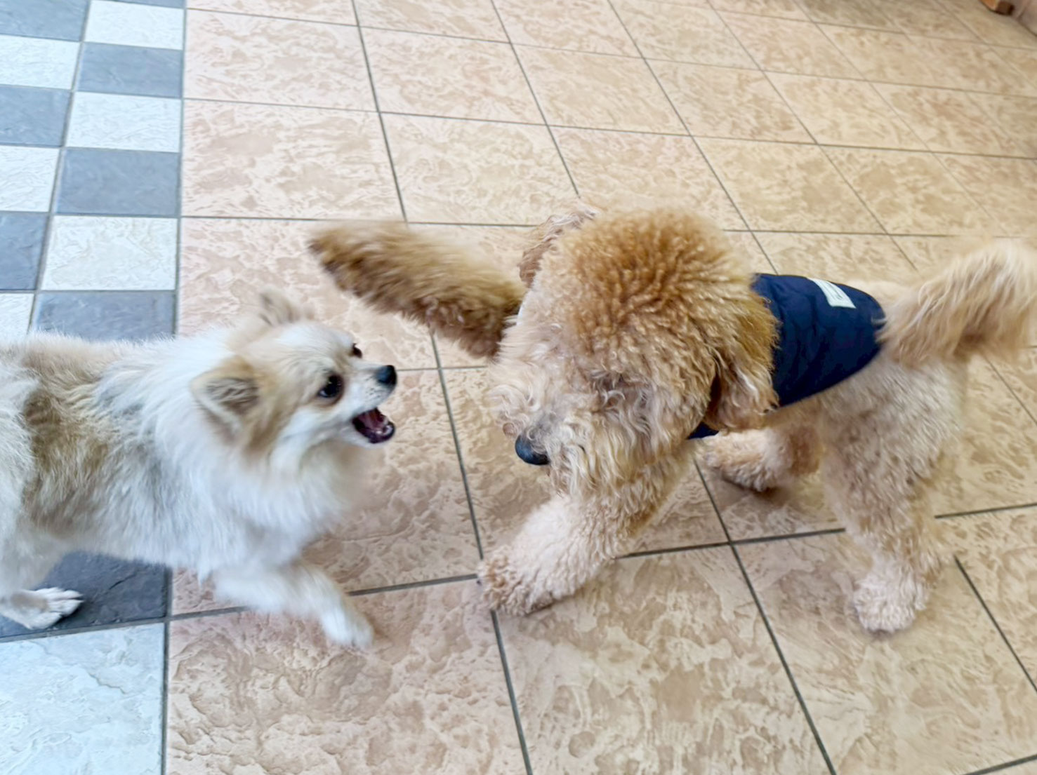 メルちゃんとレオくん