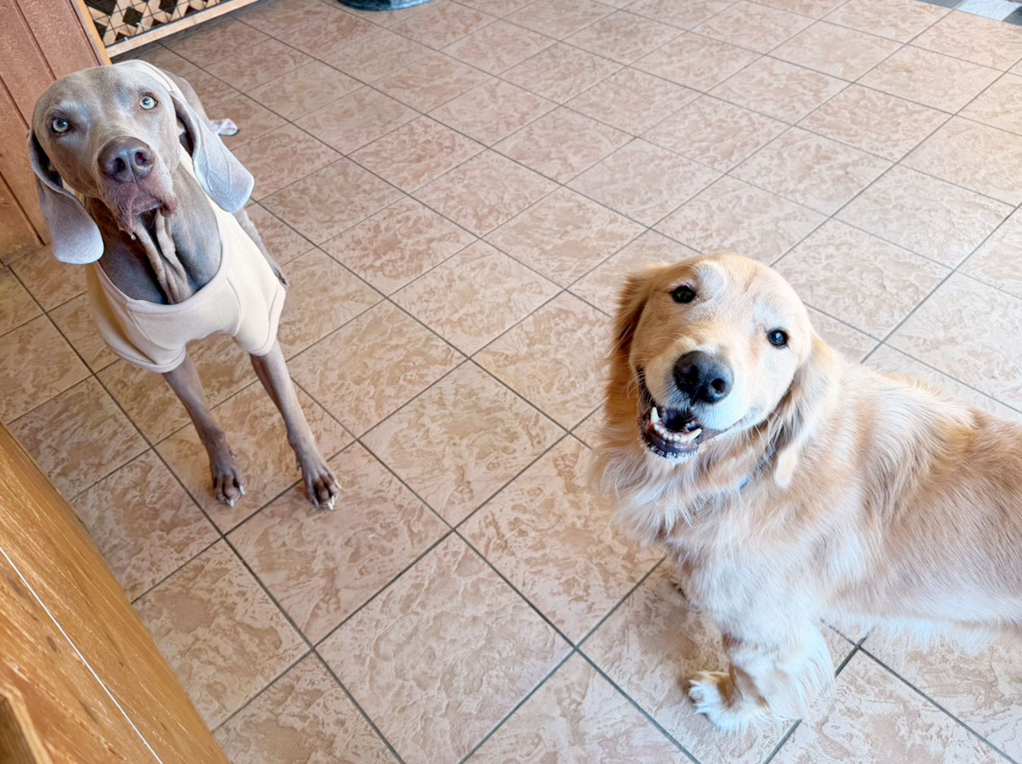 ギャレスくんとそらくん