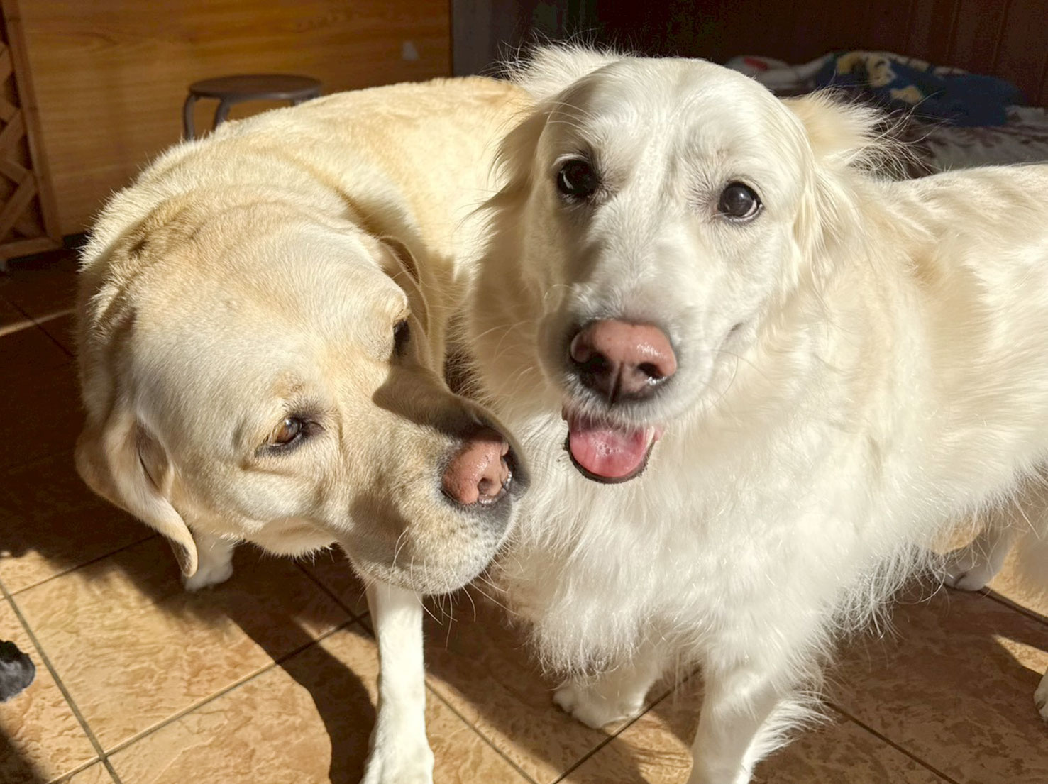 エヴァちゃんとゆきちゃん