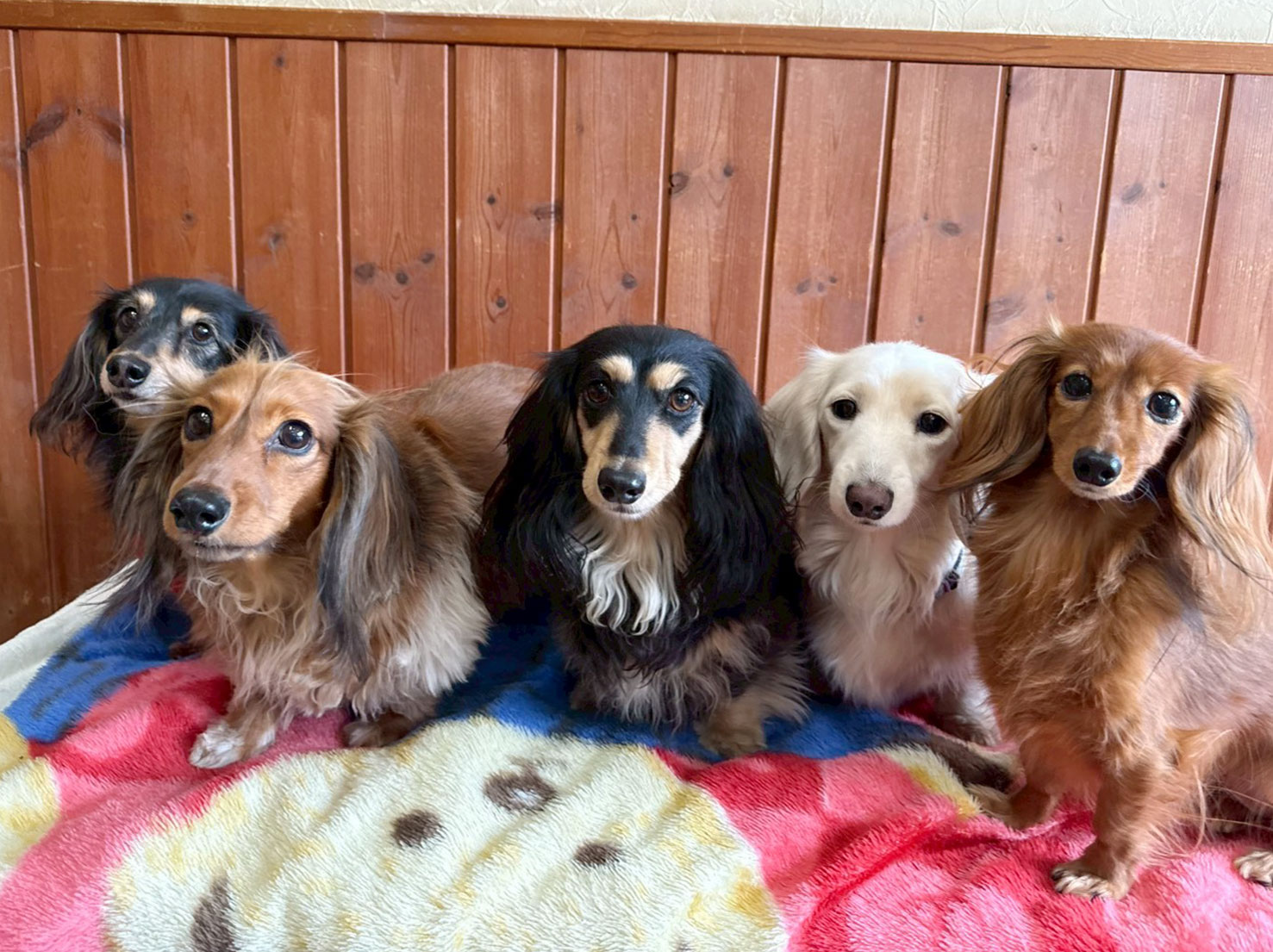 ダックス大集合!