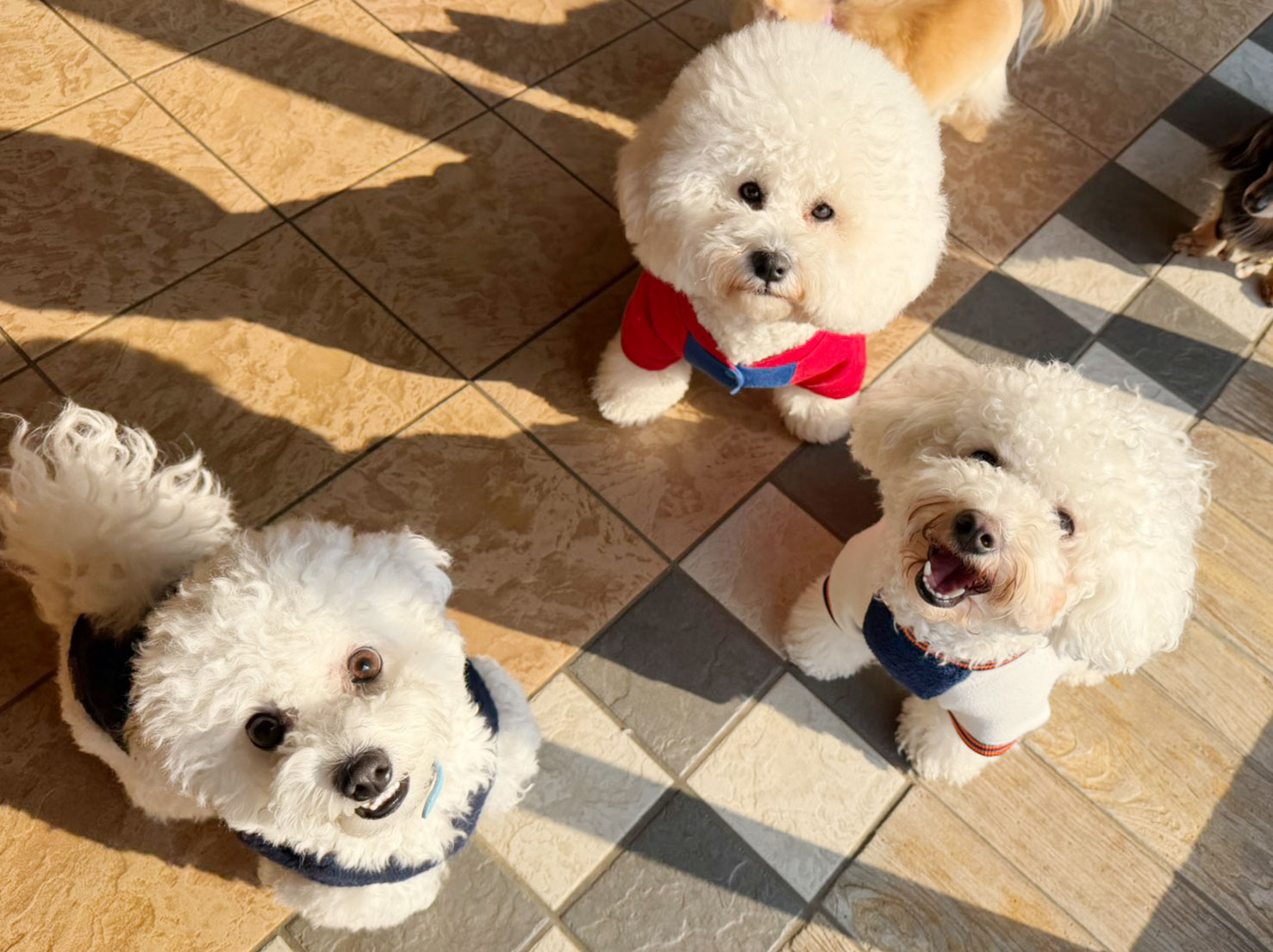 ライフくん、リアンくん、花ちゃん