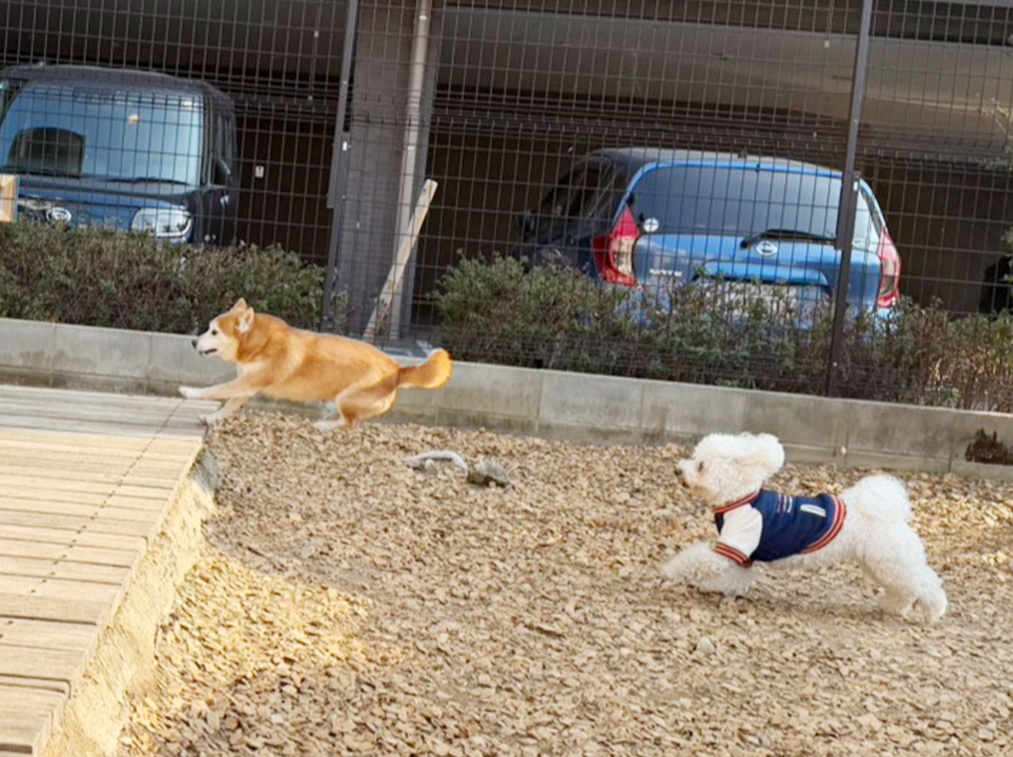 サスケくんと花ちゃん