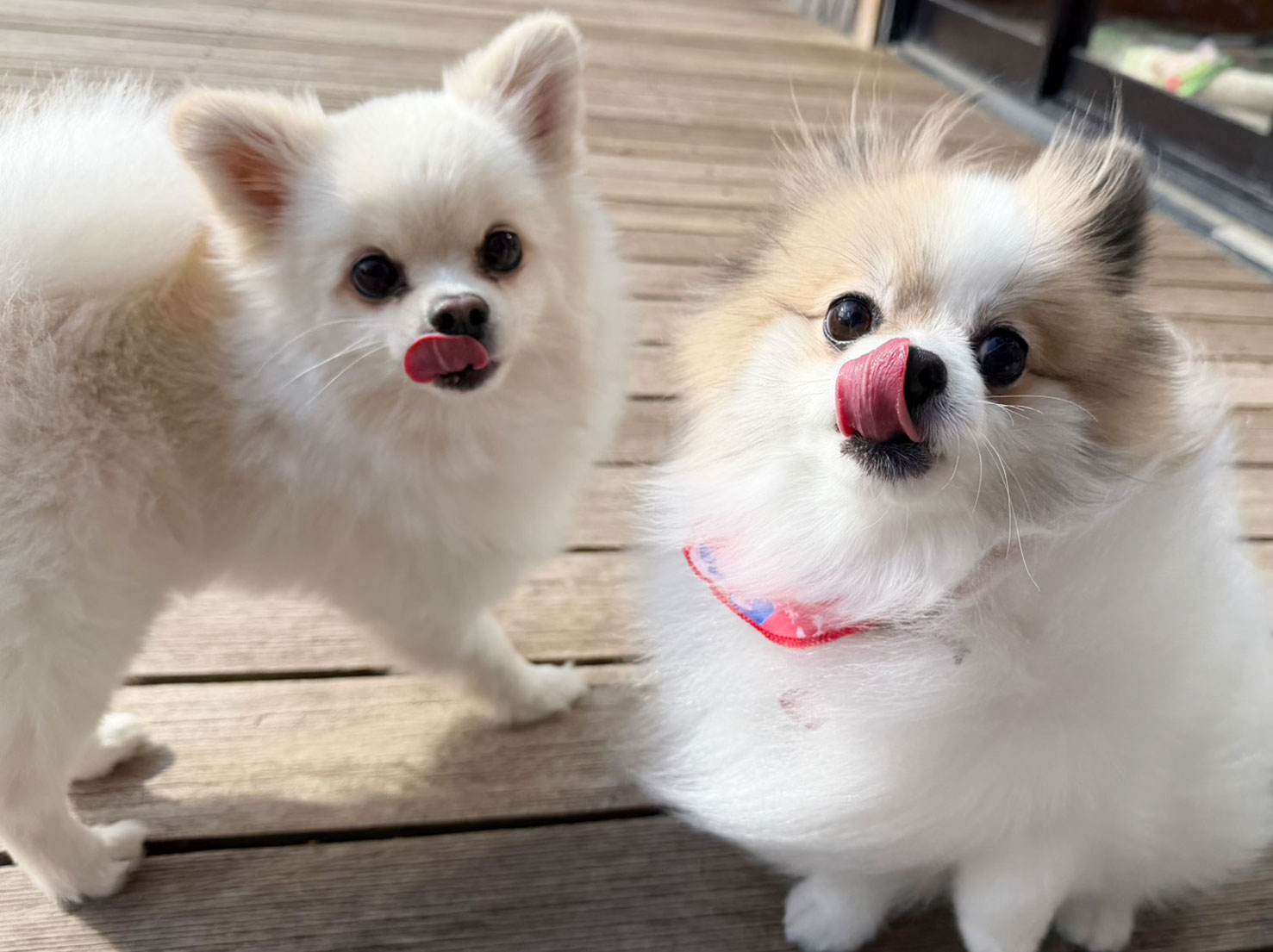 小太郎くんとシェリちゃん