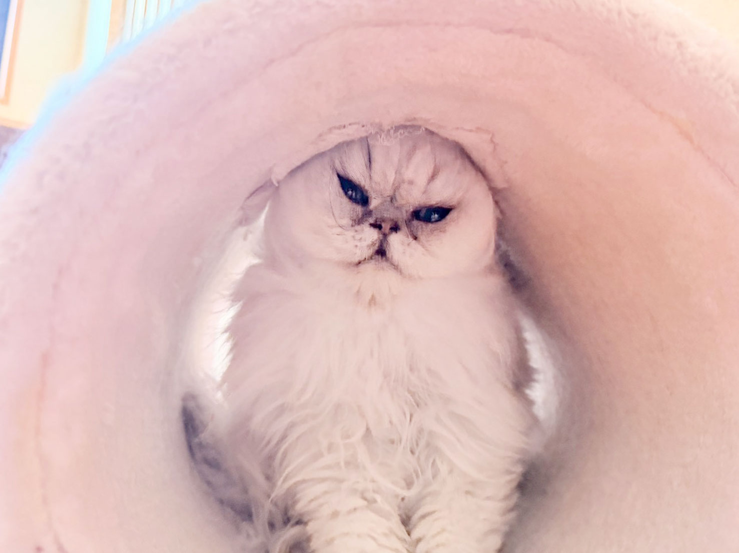 変顔中のヌーくん