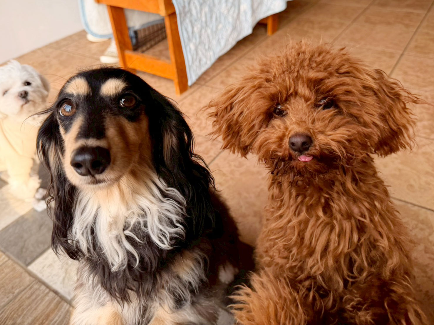 ココちゃんとボーノくん