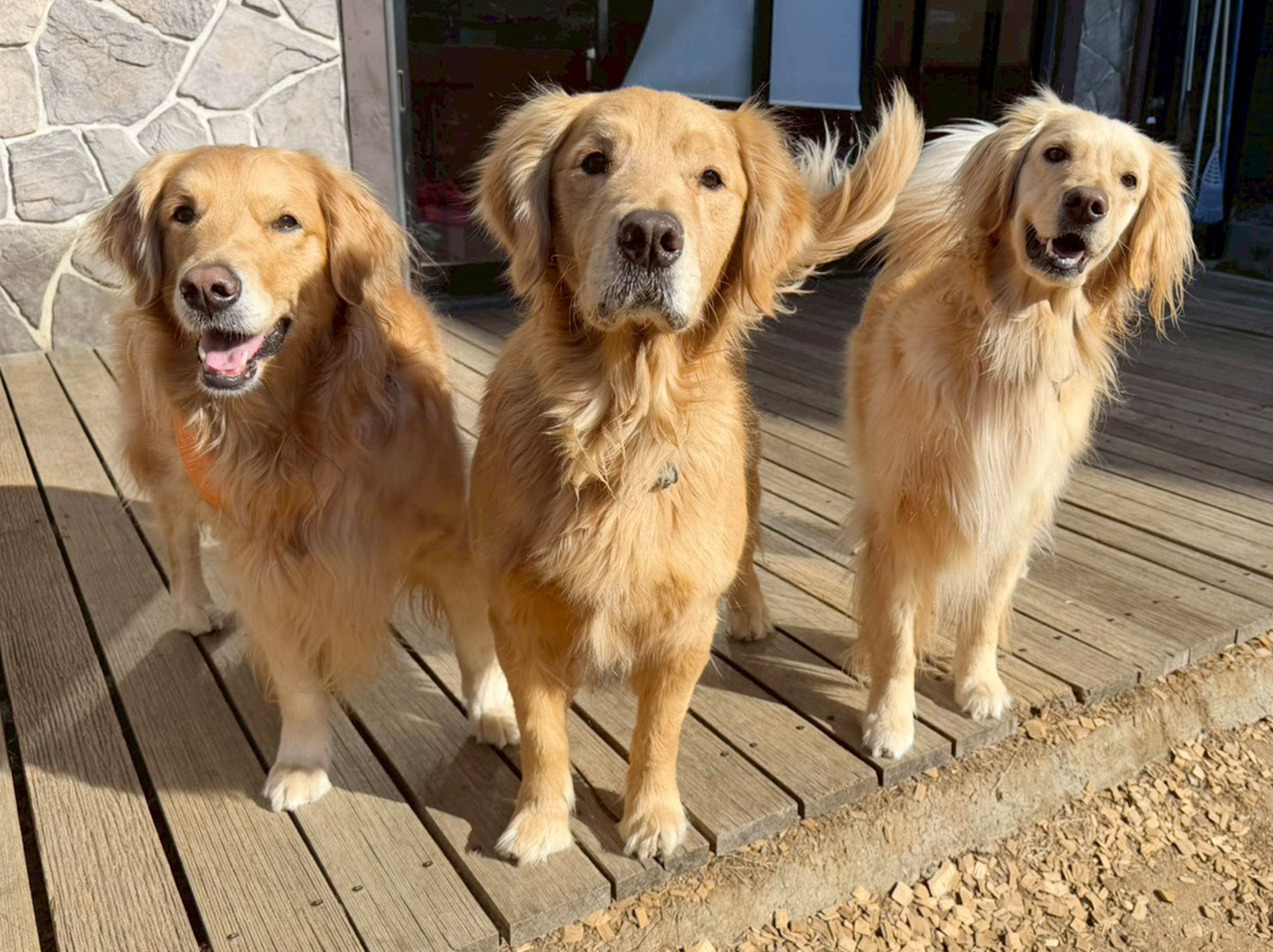 あずきちゃん、そらくん、ラテちゃん