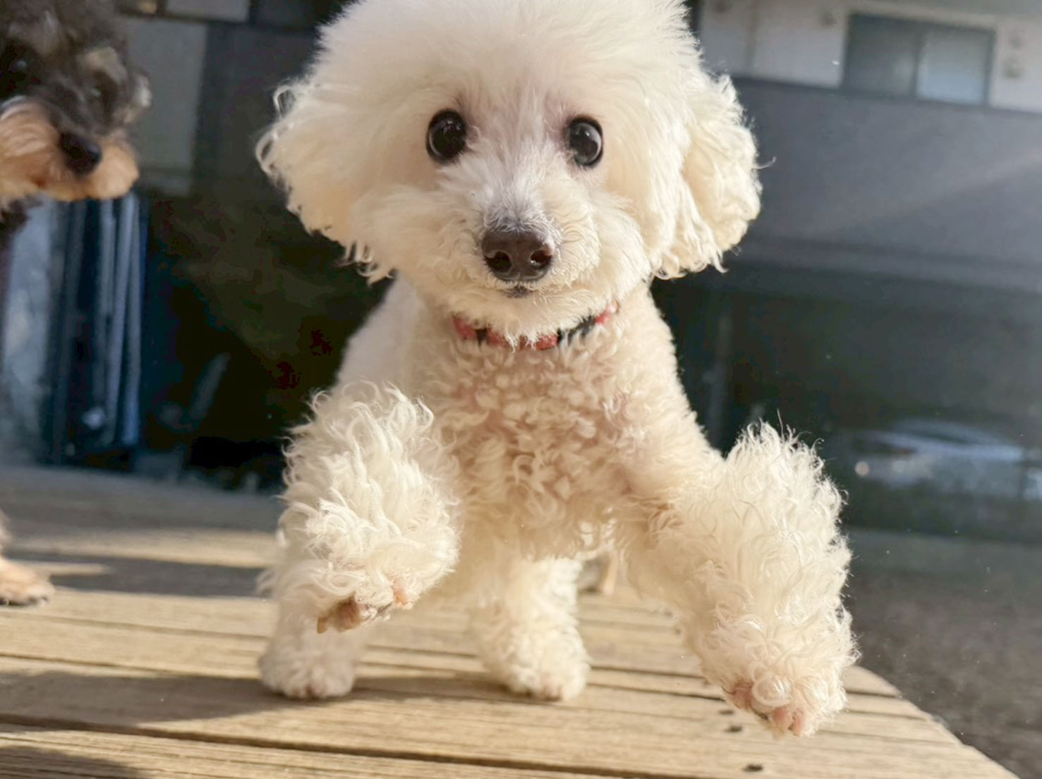 元気一杯なハッピーちゃん